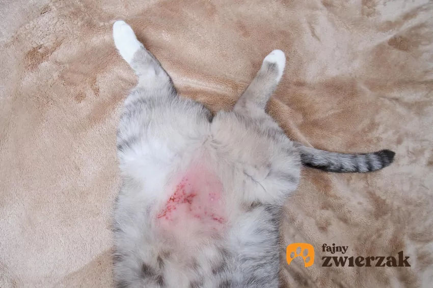 Przesadne wylizywanie jednego fragmentu ciała może prowadzić do podrażnień i ran Zaczerwieniony koci brzuch