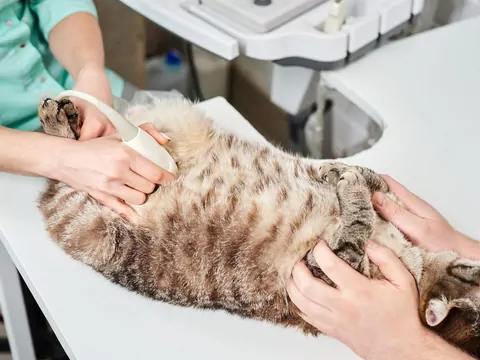 Dlaczego kot liże się po brzuchu?