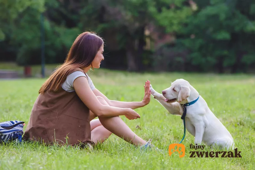 Zajęcia w psim przedszkolu powinny być prowadzone przez profesjonalistę: behawiorystę albo trenera psów Szczeniak przybija piątkę