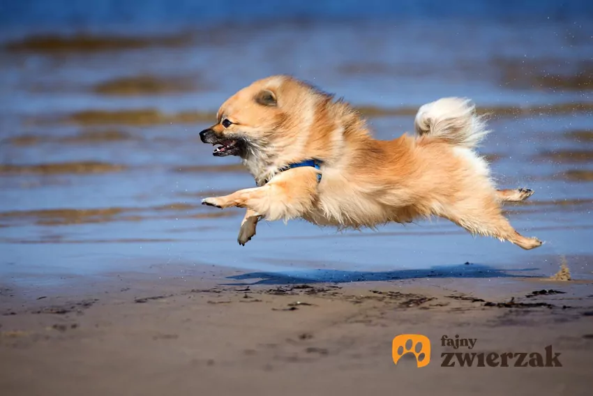Ucieczka to jedna z najczęstszych psich reakcji na stres Pies biegnie po plaży
