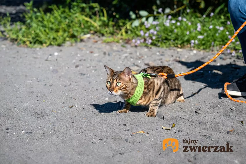 Kot na smyczy