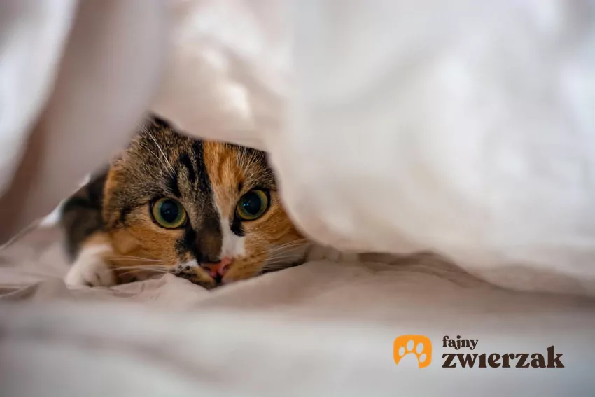 Kot schowany pod kołdrą