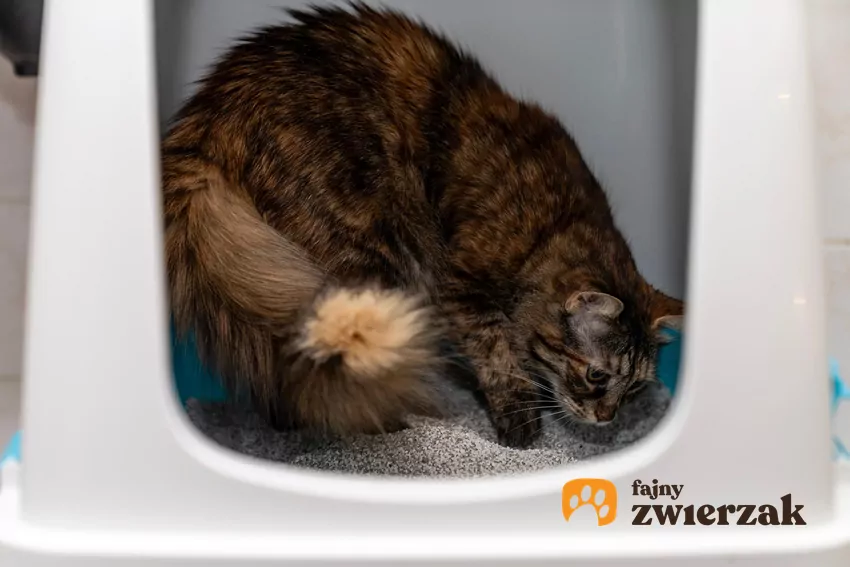 Zdrowy kot może zacząć ignorować kuwetę, jeśli coś mu w niej nie pasuje Kot w krytej kuwecie