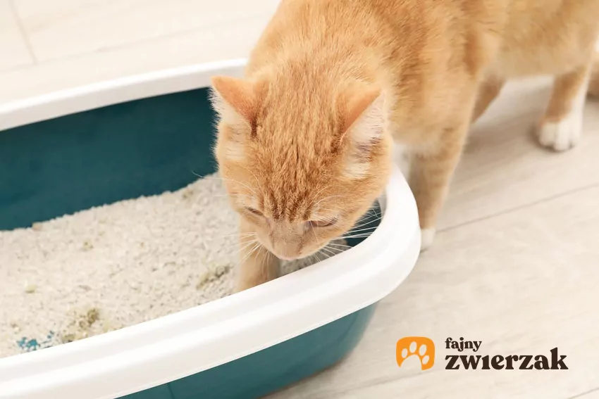 Kot i kawałek kuwety