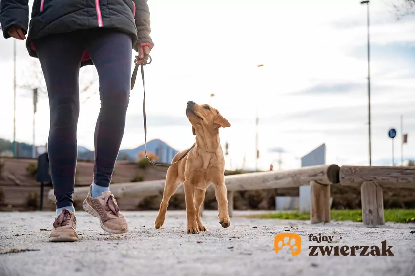 Pierwszy spacer to dla szczenięcia wielkie wyzwanie Pies na niebieskiej smyczy