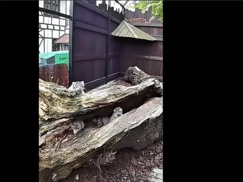 W zoo w Gdańsku urodziły się cztery manule