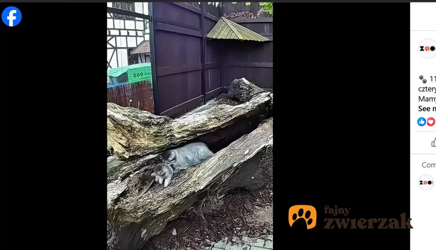 Dorosły manul z młodym