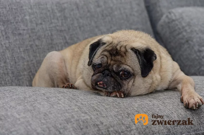 Mops. Jest mały, zabawny i… raczej leniwy Mops na kanapie