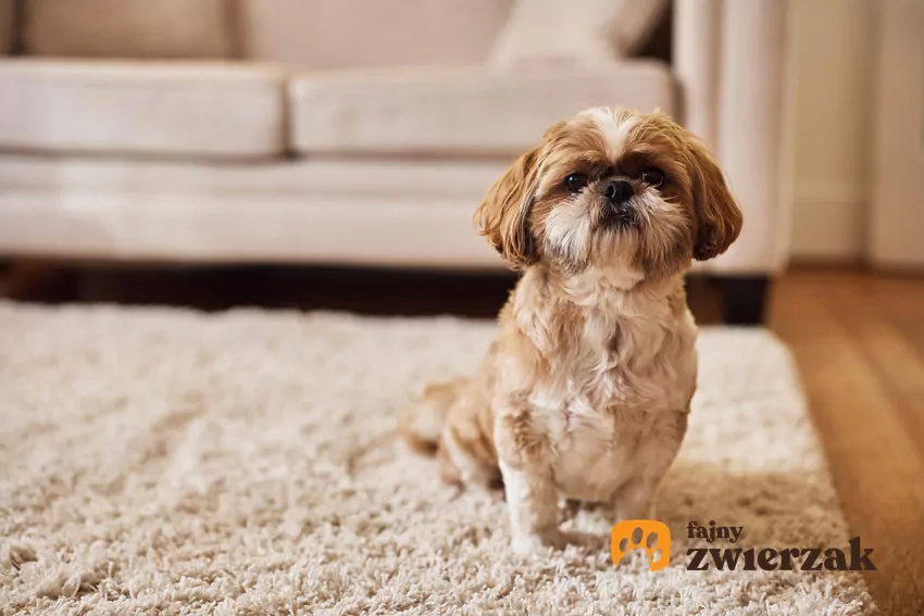 Shih tzu to typowy pies salonowy – nie potrzebuje dużo ruchu Shih tzu
