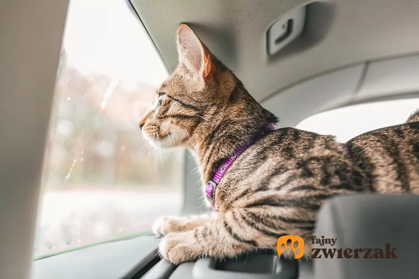 Kot z fioletową obrożą