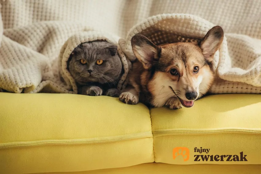 Kot i pies na kanapie