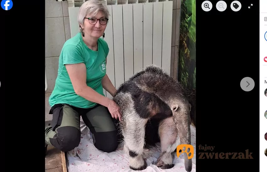 29 lat, tyle właśnie kończy Yuri, fot. Facebook Warszawskie ZOO Mrówkojad z opiekunką