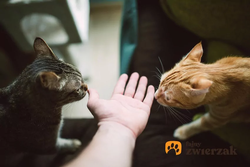 Koci nos jest dziesięciokrotnie czulszy od ludzkiego Koty wąchają dłoń