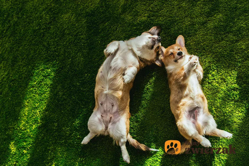 W domu oba psy powinny mieć swój własny, bezpieczny kąt z legowiskiem oraz miskami Dwa psy rasy corgi na łące