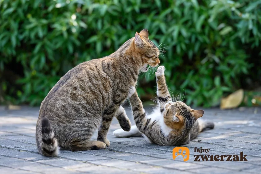 Na pierwszy rzut oka zabawa i walka u kotów mogą wyglądać podobnie Koty bijące się na dworze