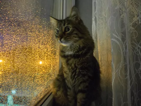Dlaczego kot jest aktywny w nocy?