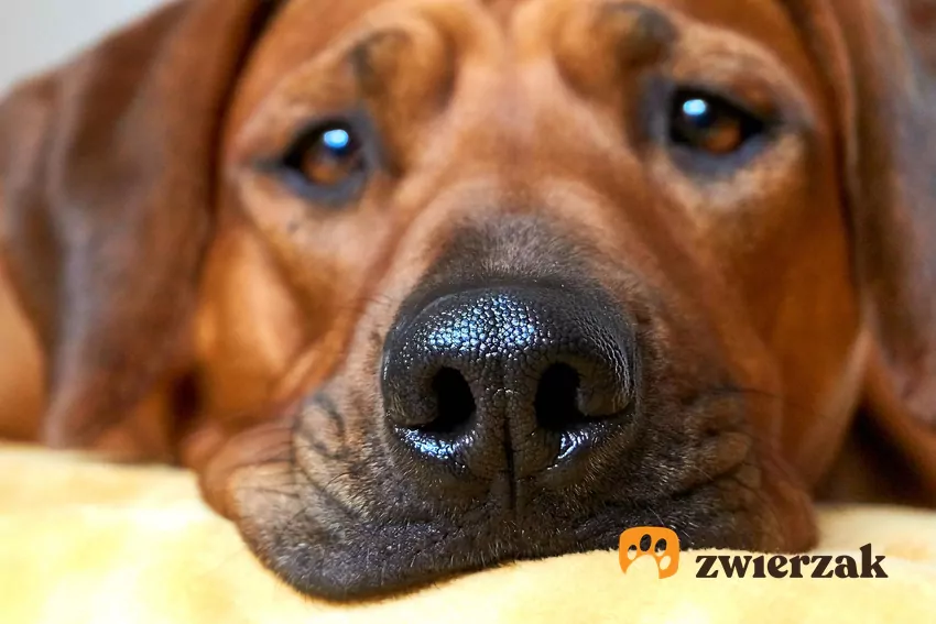 Psi węch to niezwykle potężne narzędzie poznawania świata Pies en face