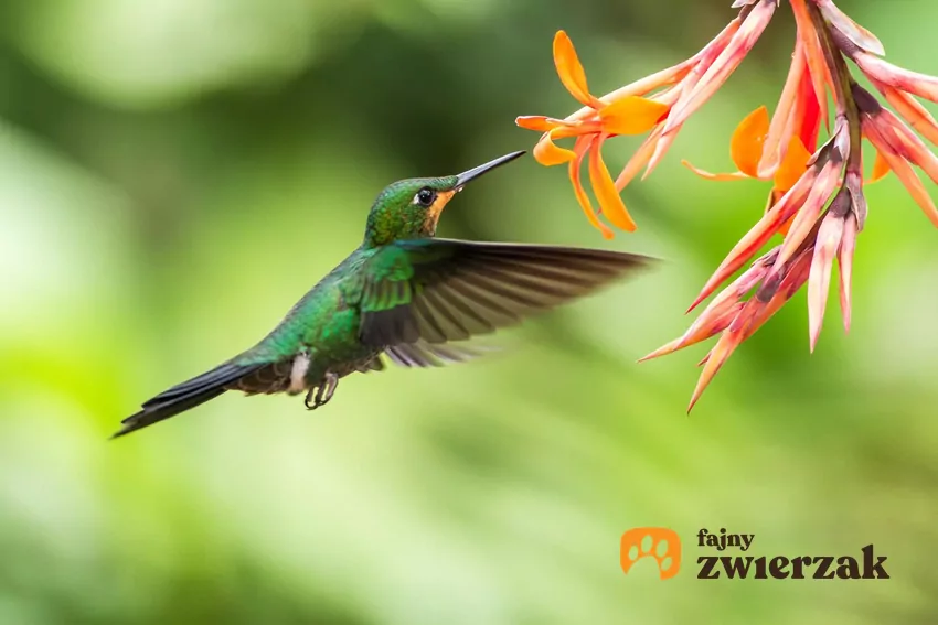 Kolibry żywią się m.in. nektarem, który pobierają z kwiatów Koliber i kwiat