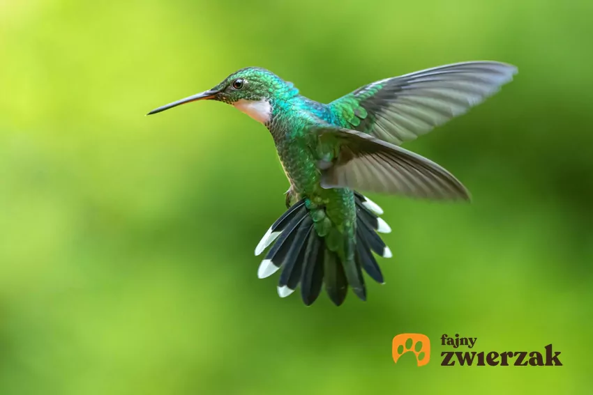 Kolibry uderzają skrzydłami od 10 do 90 razy na sekundę Koliber