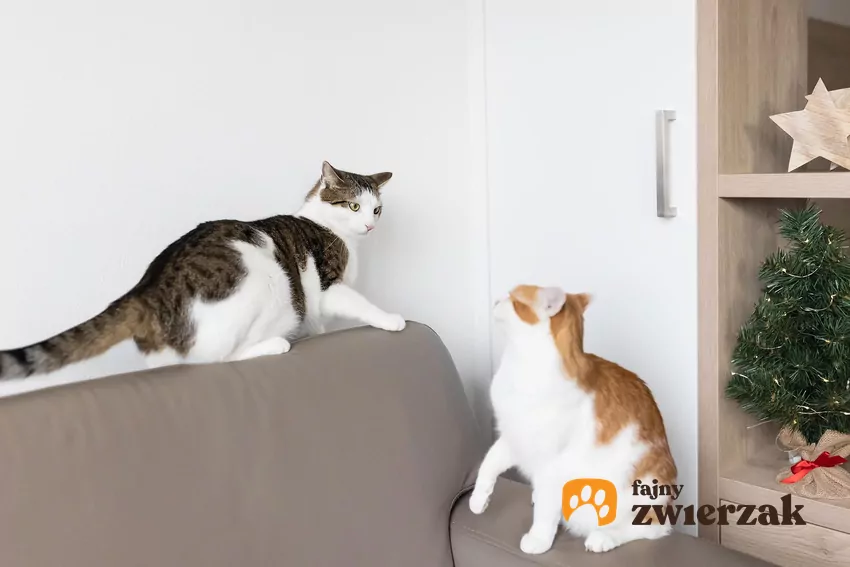 Jeśli między pupilami dochodzi do bójek, wtedy problem jest naprawdę duży i należy jak najszybciej zgłosić się do behawiorysty Dwa koty na kanapie