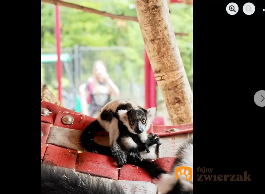 Mały samczyk dostał na imię Rapid, fot. Facebook Śląski Ogród Zoologiczny Rapid na wybiegu