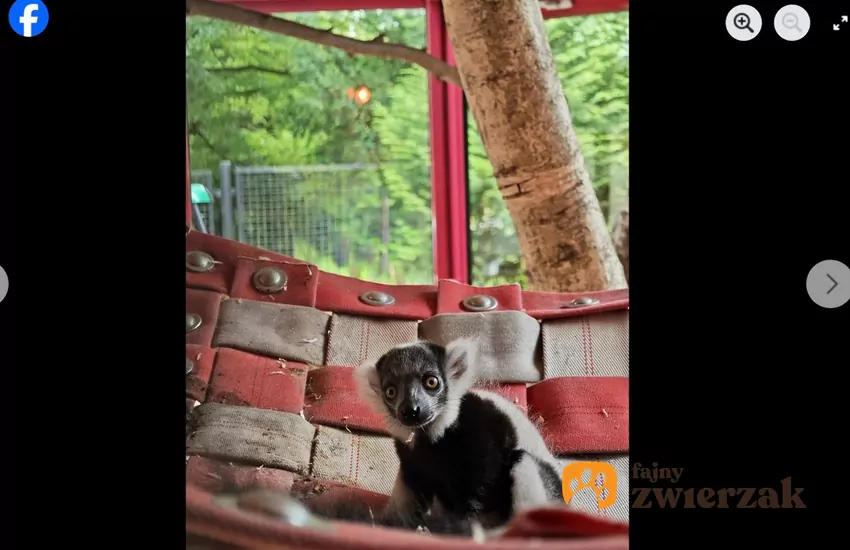 Lemury wari żyją tylko na Madagaskarze, fot. Facebook Śląski Ogród Zoologiczny Lemur w zoo