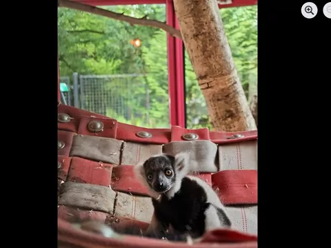 Samczyk lemura urodził się w zoo