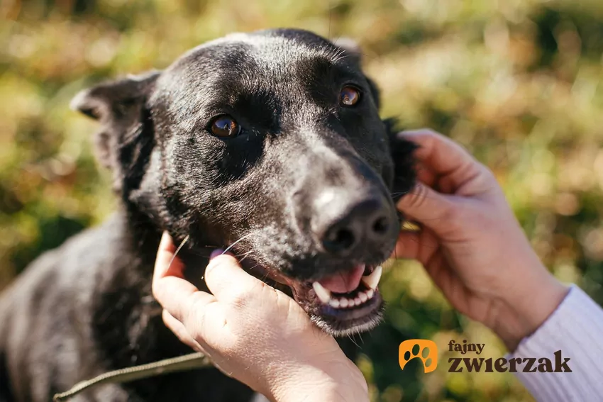 Psy ze schroniska potrafią być niesamowicie wdzięczne Czarny pies