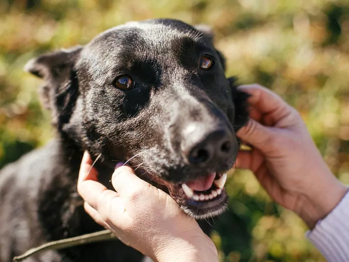 Adopcja psa ze schroniska