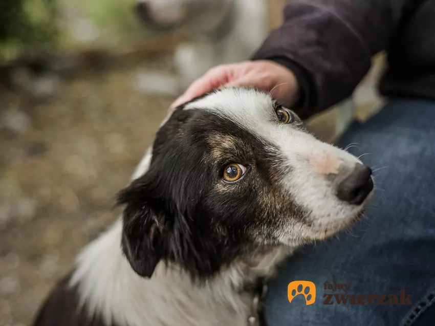 Adopcja psa ze schroniska zwykle wiąże się z symboliczną opłatą lub jest całkowicie bezpłatna Głowa psa na ludzkim kolanie