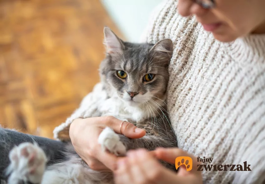 Kot trzymany przez kobietę