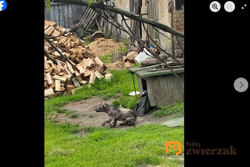 Losem Otisa zaniepokoili się sąsiedzi. Opublikowali w internecie apel o pomoc, fot. Facebook DIOZ Dolnośląski Inspektorat Ochrony Zwierząt Pies na łańcuchu