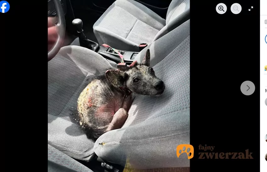 Zwierzę w stanie agonalnym trafiło do weterynarza, fot. Facebook DIOZ Dolnośląski Inspektorat Ochrony Zwierząt Pies na fotelu samochodowym