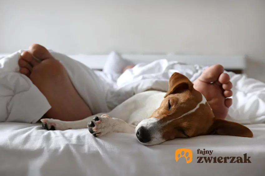 Łóżko oferuje ciepło, komfort i poczucie bezpieczeństwa Pies w łóżku
