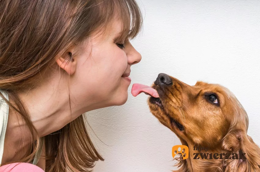 Chociaż lizanie jest z pewnością wyrazem pozytywnych uczuć i przywiązania, nie jest to odpowiednik ludzkiego pocałunku Pies próbuje lizać kobietę