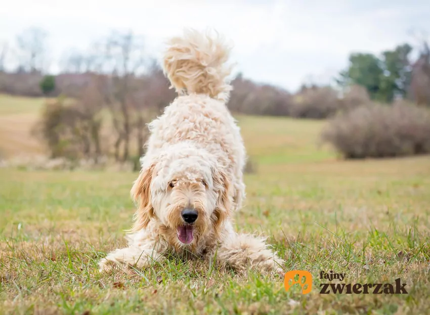 Biały pies "kłania się"