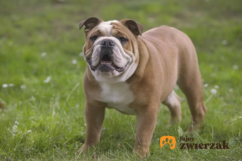 Buldogi angielskie, choć urocze, są prawdziwymi mistrzami w kategorii "chorowitości" Buldog angielski