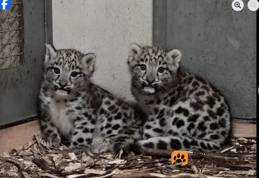 Irbisy są mięsożernymi kotami, należącymi do podrodziny panter, fot. Facebook Śląski Ogród Zoologiczny Małe pantery śnieżne