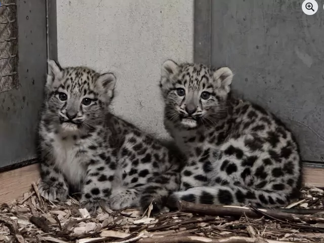 W śląskim zoo uridziły się kocięta irbisa
