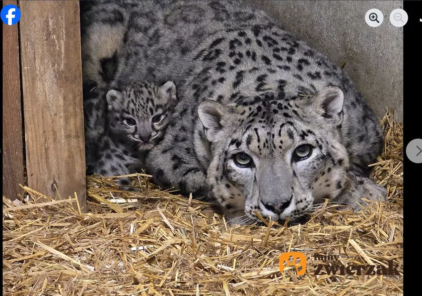 W ogrodach zoologicznych na całym świecie żyje około 200 irbisów, fot. Facebook Śląski Ogród Zoologiczny Dorosła pantera z młodym