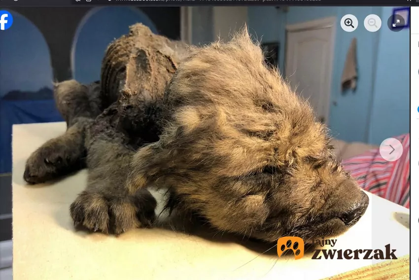 Szczątki na stole