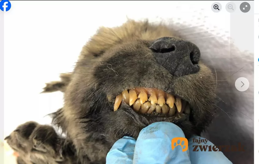 Zbliżenie zębów