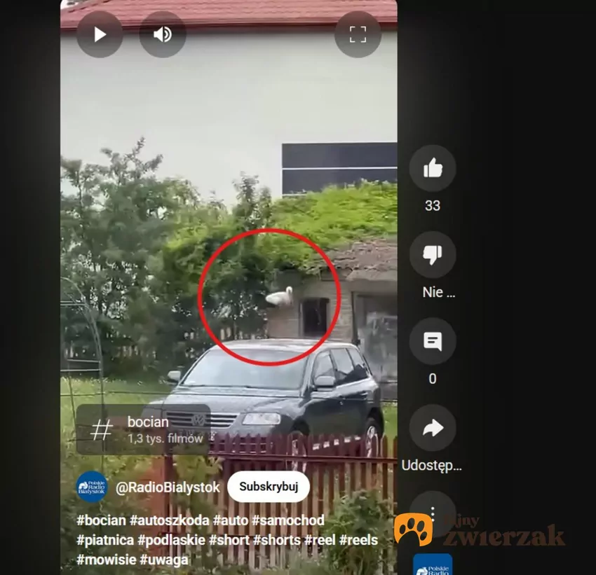 Bocian ze wsi Piątnica zaczął atakować samochody, fot. YouTube RadioBialystok Bocian atakujący auto