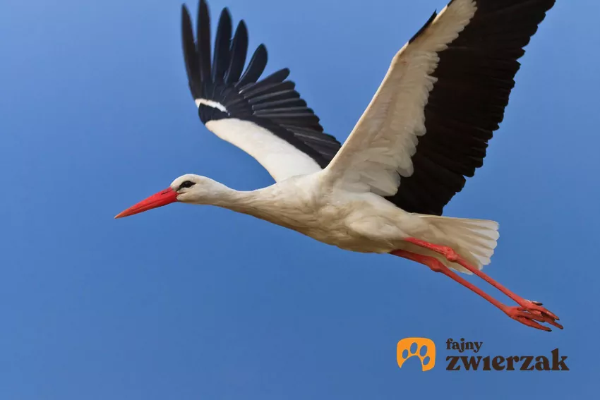 Bocian jest mięsożerny, żywi się małymi ptakami i ssakami, a także rybami, płazami, a nawet owadami Bocian w locie
