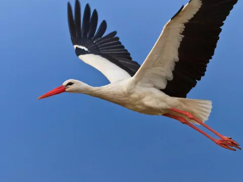 Bocian atakuje samochody