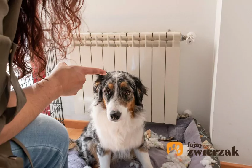 Kobieta wskazuje palcem w stronę psa