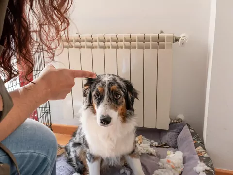 Karanie psa przy wychowaniu