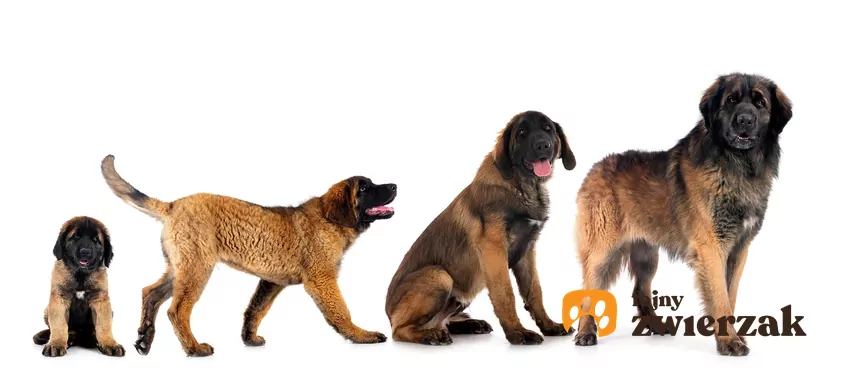 Psy osiągają dojrzałość w wieku 2-3 lat Schemat rozwoju psa