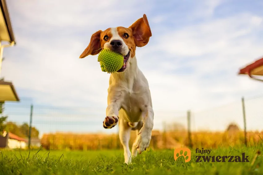 Większość psów bardzo lubi zabawę w aportowanie Pies z piłką tenisową w pyszczku