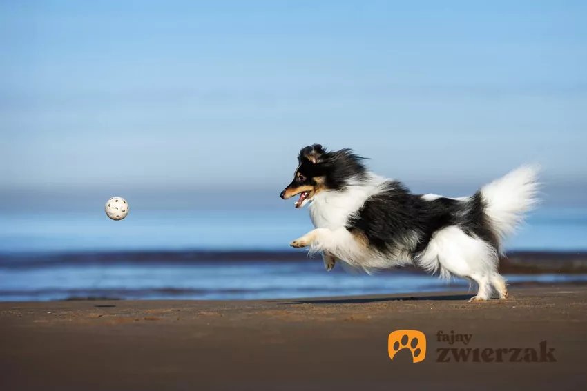 Zabawa w przynoszenie opiekunowi rzuconego przez niego przedmiotu może szybko przerodzić się w niezdrową obsesję Pies biegnie za piłką po plaży